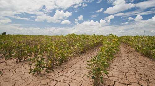 agriculture