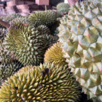 durian