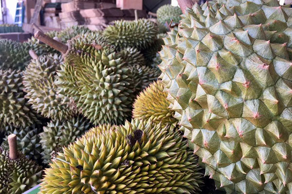 durian