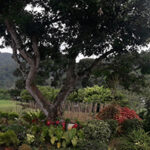 Gannoruwa Agro Technology Park - alluring edible landscaping By Arundathie Abeysinghe