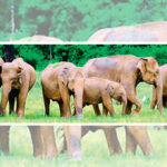 elephants