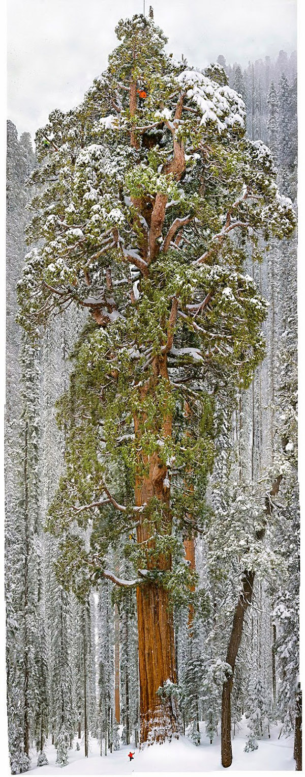 A TREASURE-TREE 5