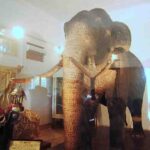 Raja Museum - tribute to an honored elephant in Asia By Arundathie Abeysinghe
