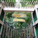 Udawattakele Sanctuary - Royal Forest Park of Kandy City By Arundathie Abeysinghe