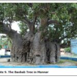 A Journey to Mannar and the ‘Dancing Islands’ - 2
