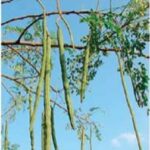 Moringa trees