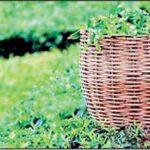 Tea industry