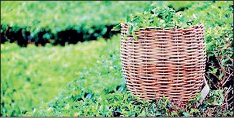 Tea industry