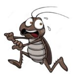 The cockroach