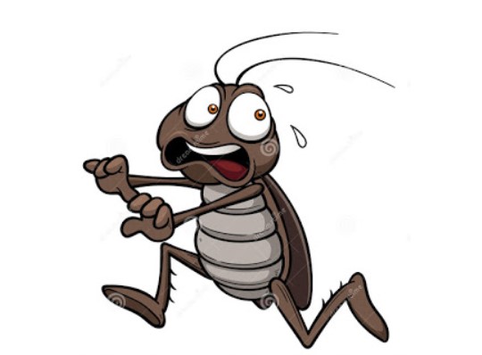 The cockroach