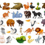 animals