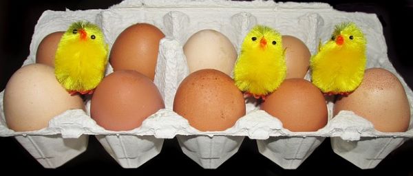 EGGS (FREE RANGE) – By Des Kelly