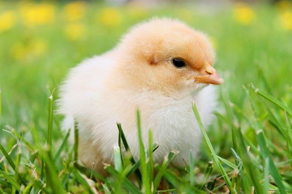 EGGS (FREE RANGE) – By Des Kelly