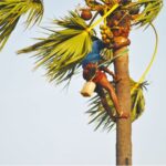 Towards Jaffna