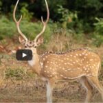 A sampling of wildlife in Sri Lanka
