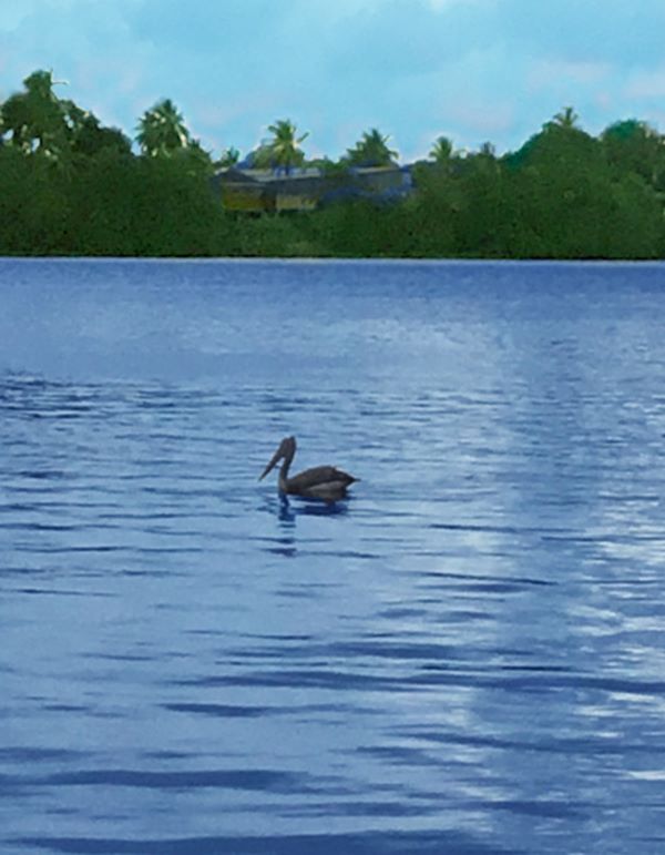 Jonathan Livingston Pelican