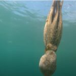 The Octopus