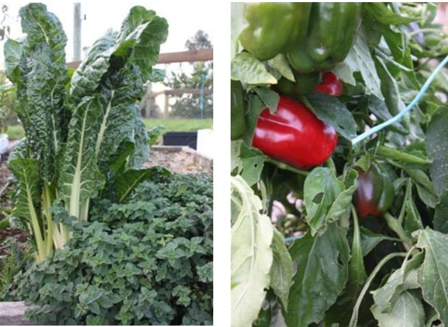 Vegetable Garden Planting