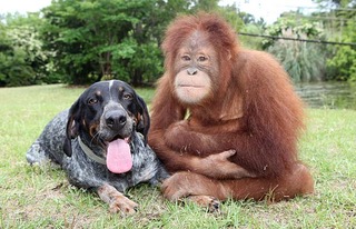 BEST OF FRIENDS - THE ORANGUTAN AND THE BLUE TICK HOUND