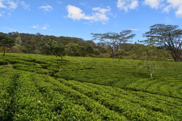 Taylors Tea Garden – by Ajit MuttuCumaraswamy
