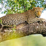 leopards
