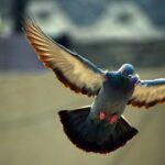 pigeon