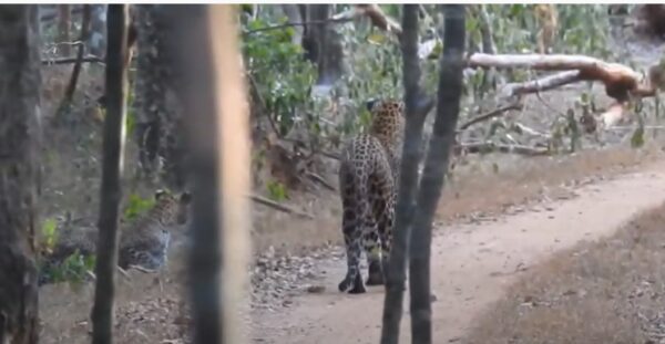 Mother leopard