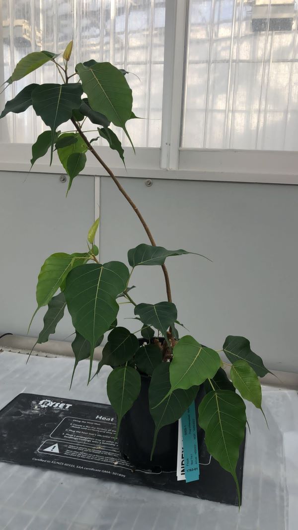 Sacred Bodhi tree’s journey to Oz 2300 years in the making
