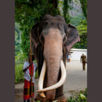 Asian elephant