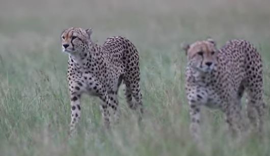 Buddhilini's Interview with Peter Overton for Wildlife Photographer 'Highly Commended' Image