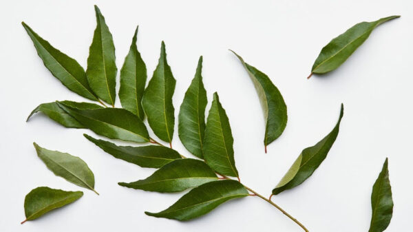 Curry Leaves