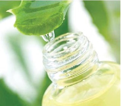 aloe vera