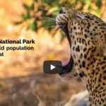 leopards