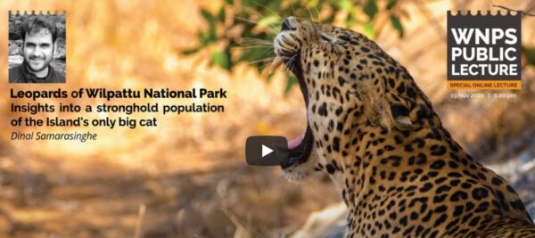 leopards