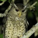 Voice of the Night: The Devil Bird of Sri Lanka
