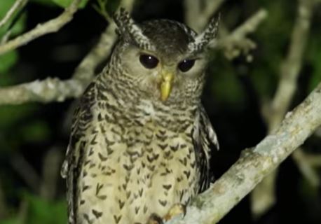 Voice of the Night: The Devil Bird of Sri Lanka