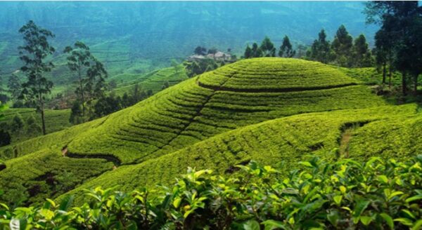 green socio-economic system