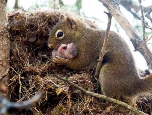 CS ... PARENTING IN THE WILDERNESS 1