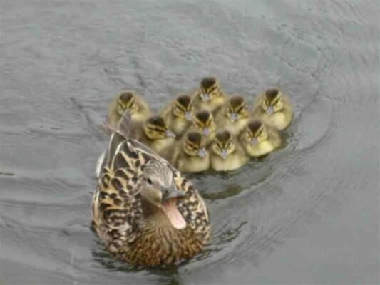 Duck 