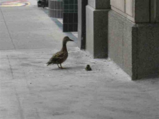 Duck 