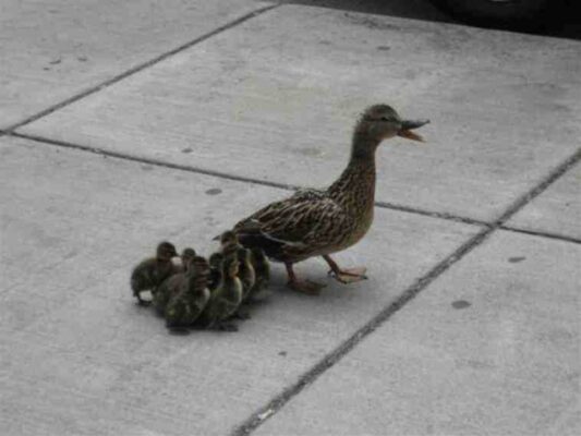 Duck