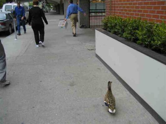 Duck