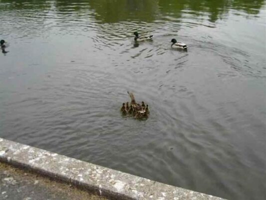 Duck