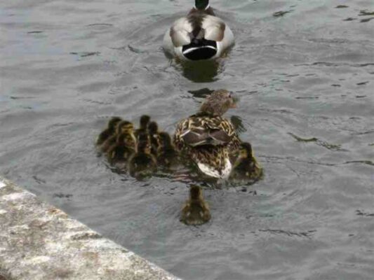 Duck