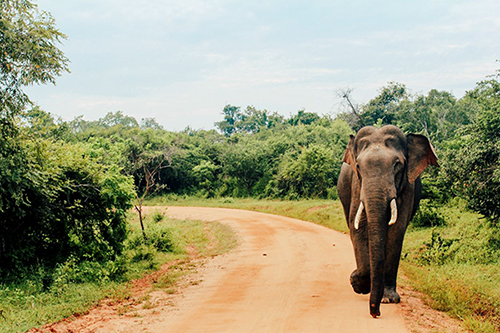 Elephant at Yala National Park
