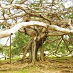 The giant Java fig tree