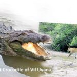 croco