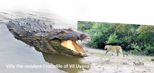 croco