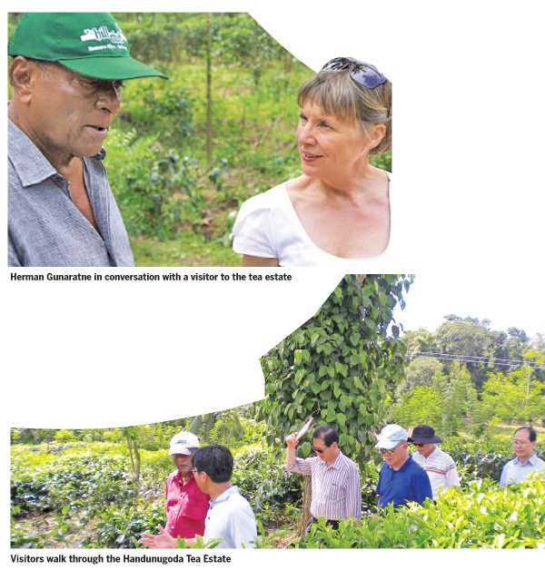 A Handunugoda Estate tea cup 2