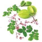 Carambola 1